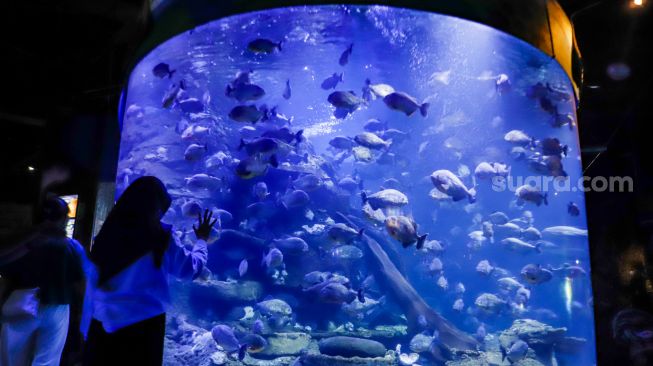 Pengunjung melihat ikan-ikan di aquarium SeaWorld Ancol, Jakarta Utara, Rabu (26/4/2023). [Suara.com/Alfian Winanto]