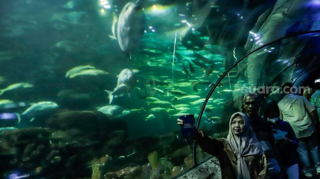 Pengunjung melihat ikan-ikan di aquarium SeaWorld Ancol, Jakarta Utara, Rabu (26/4/2023). [Suara.com/Alfian Winanto]