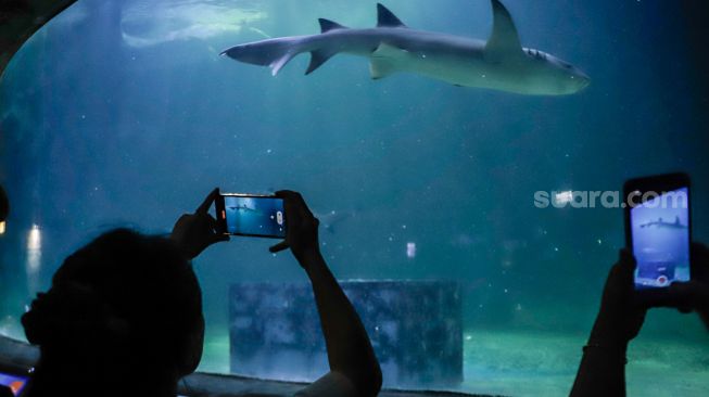 Pengunjung melihat ikan-ikan di aquarium SeaWorld Ancol, Jakarta Utara, Rabu (26/4/2023). [Suara.com/Alfian Winanto]