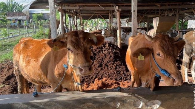 Desa Beringin Agung di Kukar Kembangkan Potensi Peternakan Sapi