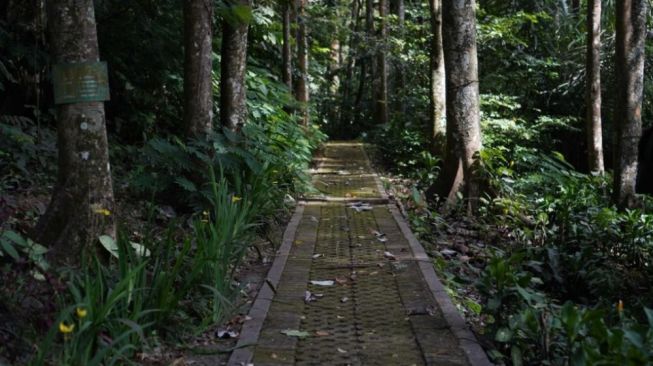 Taman Hutan Raya Ir H Djuanda, Tempat Wisata Alam di Tengah Kota Bandung