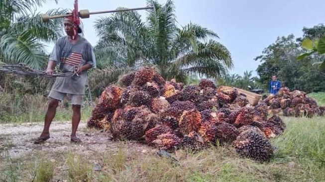 Kabar Gembira buat Petani Swadaya, Harga Sawit Riau Naik Jadi Rp2.432/Kg