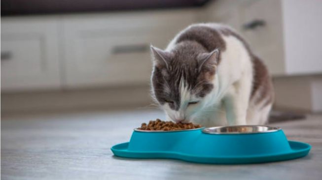 4 Makanan yang Tidak Boleh Diberikan pada Kucing, Segera Hentikan!