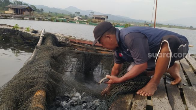 Waduk Saguling, Ladang 'Harta Karun' Bagi Warga Bandung Barat, Bisa Hasilkan Cuan Rp450 Juta