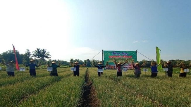 El Nino Hantui Panen Pertanian, Petani Bisa Manfaatkan Asuransi