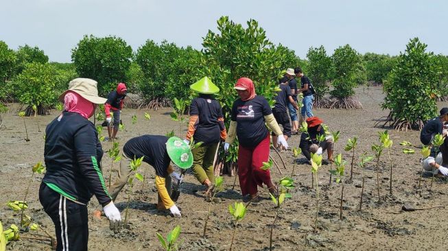 GMP Sabuk Hijau Tanam 1.000 Bibit Mangrove di Pantai Tiris