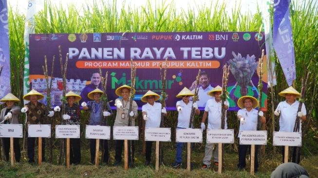 Berhasil Jalankan Program Agrosolution, Pupuk Kaltim Panen Raya Tebu di Sleman