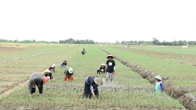 GMC Jabar Dorong Peningkatan Kapasitas Petani Bawang Merah di Kabupaten Cirebon