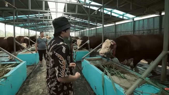 Potret Atta Halilintar Beli Peternakan Sapi untuk Ameena (YouTube/AH)