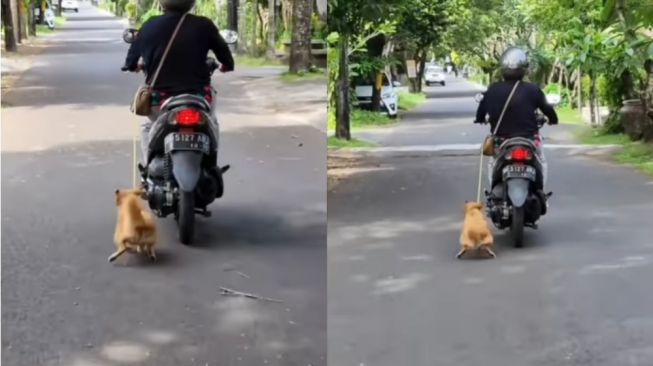 Bikin Emosi, Ibu-Ibu Tarik Anjing sambil Naik Motor hingga Kakinya Berdarah di Bali