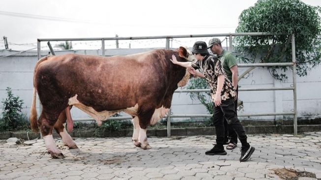 Potret Atta Halilintar Beli Peternakan Sapi untuk Ameena (Instagram/@attahalilintar)