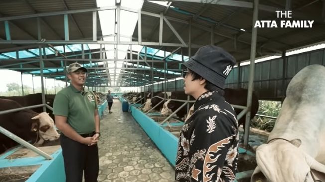 Potret Atta Halilintar Beli Peternakan Sapi untuk Ameena (YouTube/AH)