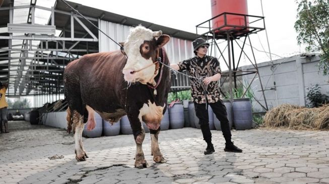 9 Potret Atta Halilintar Beli Peternakan Untuk Buah Hatinya, Ameena Langsung Punya 32 Ekor Sapi