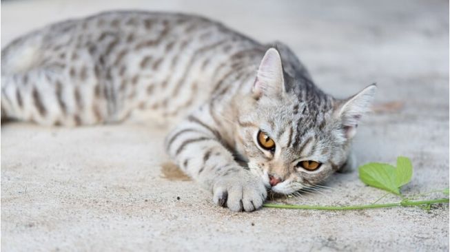 Cat Lover Perlu Tahu, Ini Lho 5 Manfaat Memberikan Catnip pada Kucing