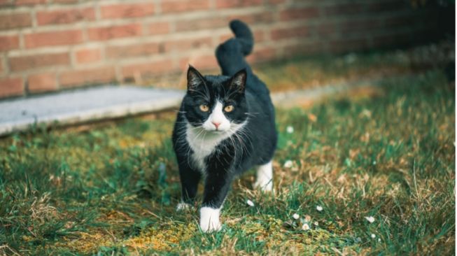 Makin Gemesh! Ini 5 Tips Mudah Merawat Bulu Kucing Kampung agar Lebat