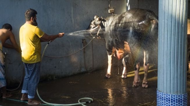 Cek Harga Sapi Kurban 2023 Terbaru, Mulai yang Termurah sampai Termahal