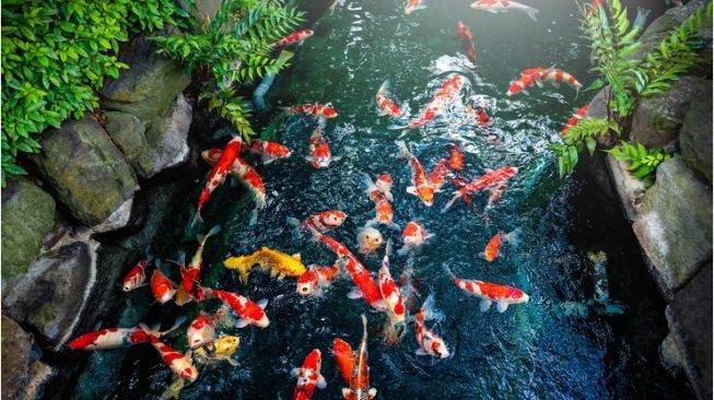 Jangan Sampai Salah! Ini 4 Tips Merawat Ikan Koi bagi Pemula