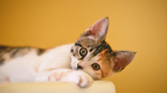 4 Tips Merawat Kucing Peliharaan, Dijaga dengan Baik Ya!