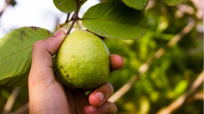 4 Jenis Makanan yang Membantu Meningkatkan Kadar Trombosit Darah