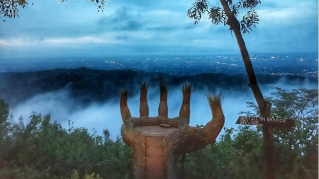 Hutan Pinus Pengger, Wisata Alam dengan View Yogyakarta di Atas Ketinggian