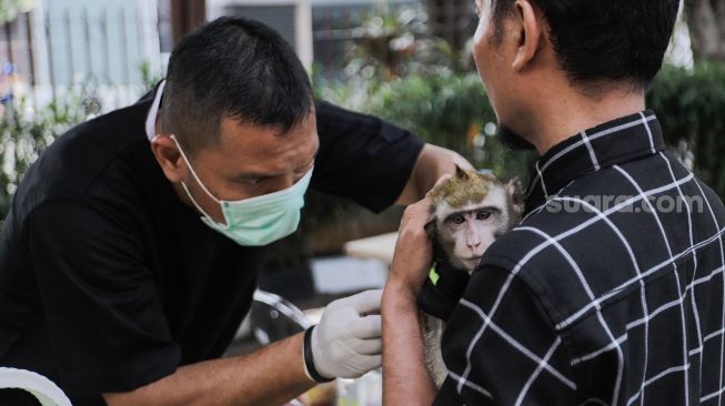 Jaga DKI Jakarta Bebas Rabies, Pemkot Jakbar Vaksinasi Monyet Hingga Musang