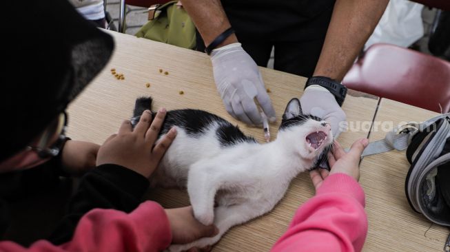 Hewan peliharaan saat divaksinasi rabies di Kelurahan Kebon Baru, Jakarta Selatan, Senin (22/5/2023). [Suara.com/Alfian Winanto]