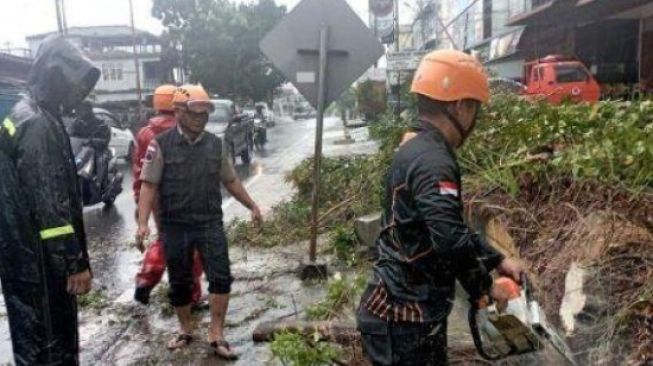 Tanjungpinang Diserang Hujan Deras dan Angin Kencang, Pohon Tumbang Sebabkan Kemacetan