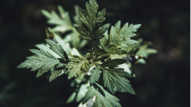 Populer di Dunia Kecantikan, Ini 5 Manfaat Mugwort untuk Kesehatan Kulit