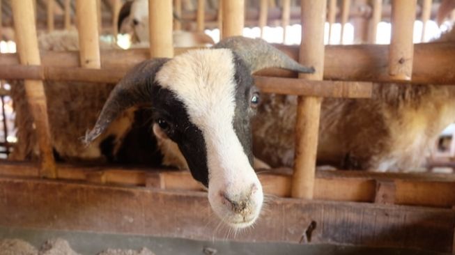 Mitos Banjir Demak dan Penyembelihan Kambing Kendhit, Ini Arti dan Tujuannya