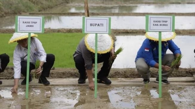 Bupati Mashuri Tanam Padi Varietas Inpari Nutrizink