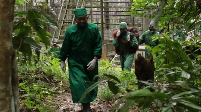 Edukasi Pelestarian Orangutan Harus Dipahami Generasi Muda, Ternyata Ini Pentingnya Untuk Lingkungan Hidup