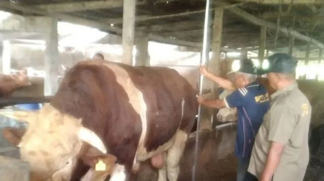 Harga Sapi Kurban di Agam Capai Rp 18 Juta, Ada yang Tembus Rp 28 Juta