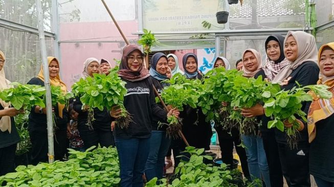 Konci Rianty Bareng Warga RW 10 Kanoman Utara Panen Kangkung Hidroponik