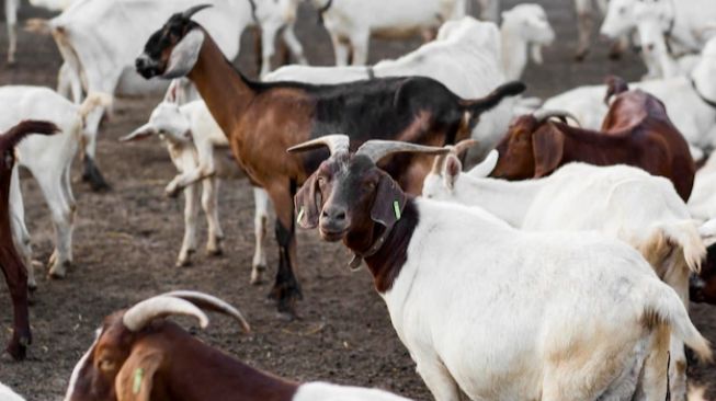 Kambing Berkeliaran Ganggu Pengguna Jalan di Kubu Raya, Warga Lapor Polisi