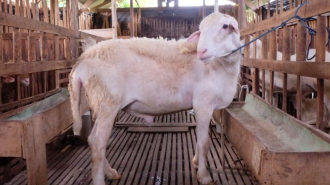 9 Syarat Hewan Kurban Sapi dan Kambing Agar Berkurban di Idul Adha 2023 Sah