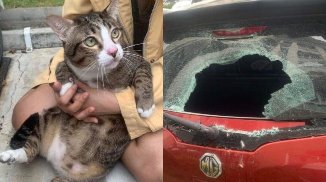 Bukti Kucing Punya Nyawa Sembilan, Jatuh dari Lantai 6 Sebuah Gedung Tapi Selamat Meski Menghancurkan Kaca Mobil