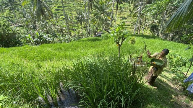 Bali, ketika pariwisata “di luar kendali” merambah pertanian dan budaya