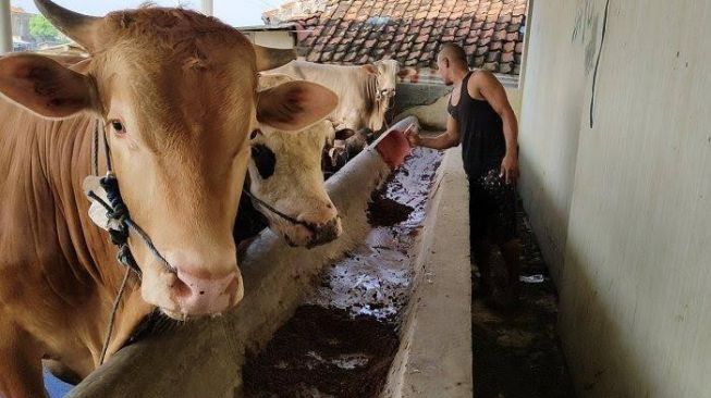 Harga Sapi Kurban di Anambas Naik Tajam, Paling Murah Rp 18 Juta