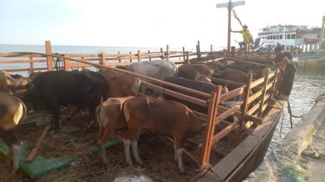 Penuhi Pasokan Hewan Kurban, Karimun Tambah Pasokan Sapi dari Natuna