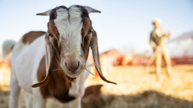 ilustrasi kambing, hewan kurban, bolehkah qurban sebelum aqiqah (Freepik)