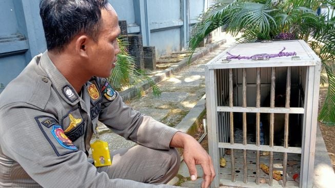 Gerombolan Monyet Liar Bikin Gaduh Rumdin Bupati Tala