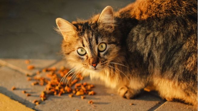 4 Rekomendasi Produk Makanan Kucing, Berkualitas dan Affordable!