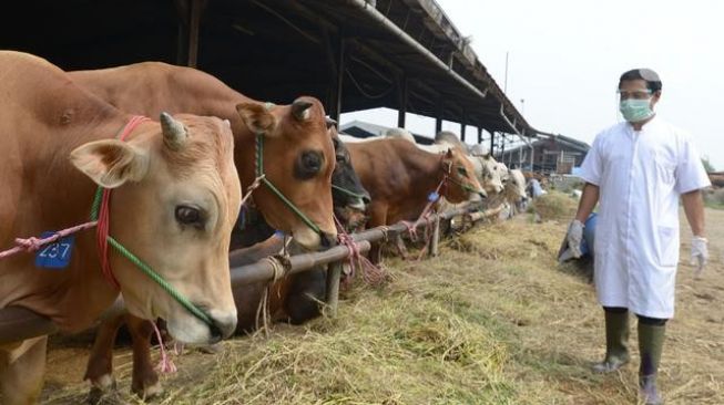 Dinas Peternakan Aceh Turunkan Tim Cek Kesehatan Hewan Kurban