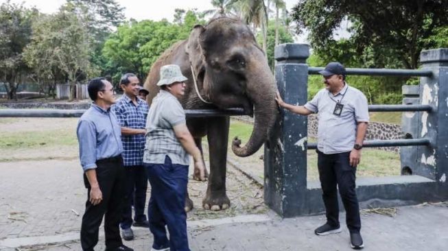 Semarang Zoo Dapat Hibahan Dua Gajah dari Borobudur, Ini Namanya