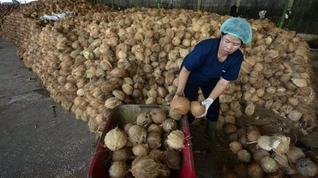 Pemkab Sebut Potensi Komoditi Kelapa di Kukar Sangat Menjanjikan, Namun Belum Dimanfaatkan