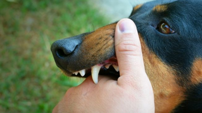 ilustrasi rabies, gigitan anjing (aleksandarlittlewolf/Freepik)