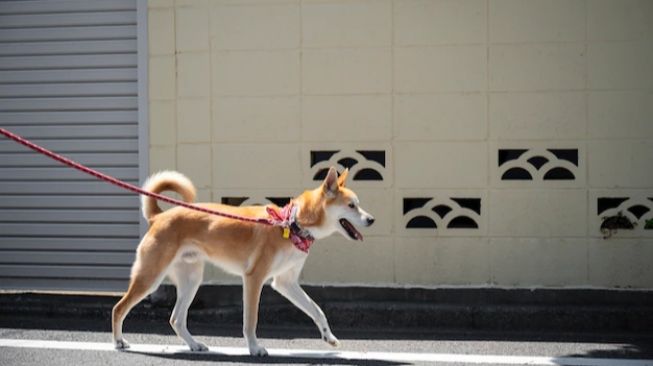 3 Cara Mencegah Virus Rabies pada Hewan Peliharaan, Yuk Cegah Penyebarannya!