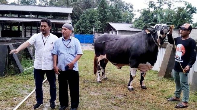 Untuk Hewan Kurban, Sapi Berbobot 900 Kg milik Peternak Asal Metro Dibeli Presiden Jokowi Seharga Rp 100 Juta