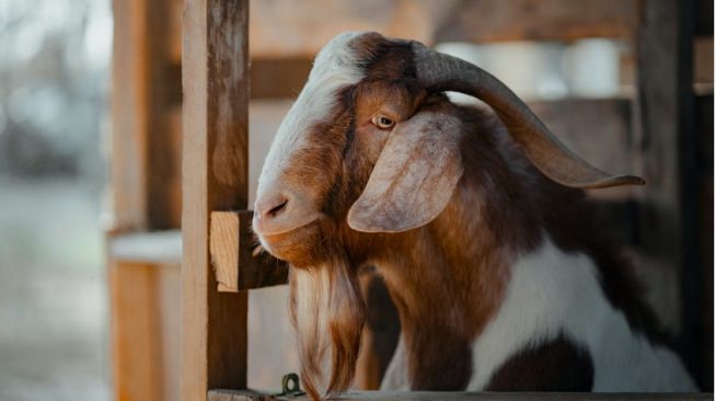 Tips Agar Daging Kambing Tak Perengus Saat Kurban, Ini yang Harus Dilakukan