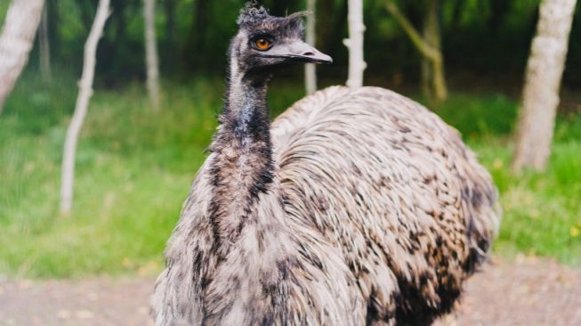 3 Fakta Unik Burung Emu, Salah Satunya Ada Perang Melawan Burung Ini